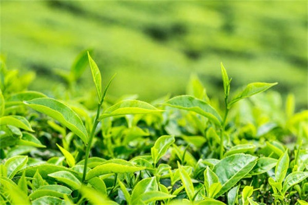 江南茶韻 一杯香茗里的千年風(fēng)華