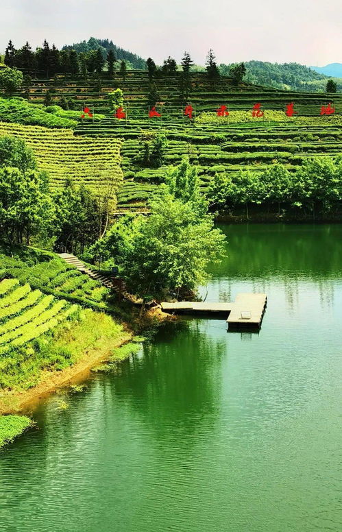 大美金寨 六安西茶谷，一葉傾城醉山水